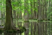 Cypress Bog