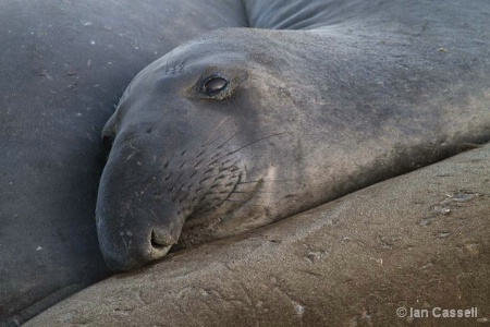 Northern Elephant Seal