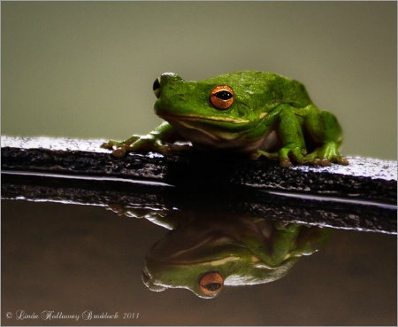 Green Rain Frog