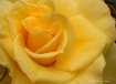 Fragrant Beauty