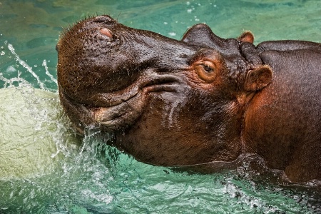 Hippo Play