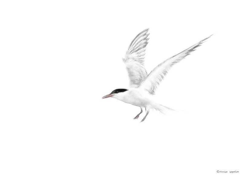 High Key Tern Sketch