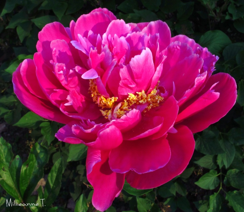 Peony Presence