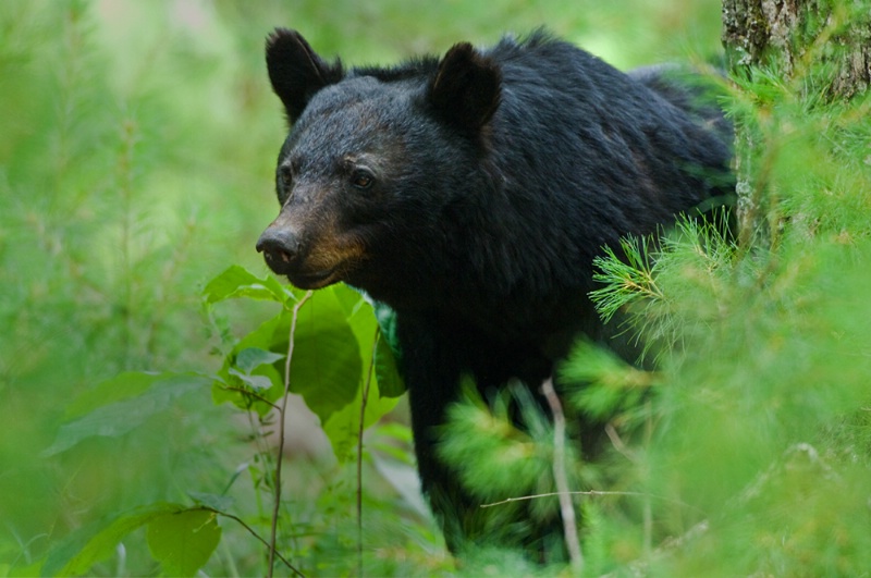Smoky Mountains Black Bear