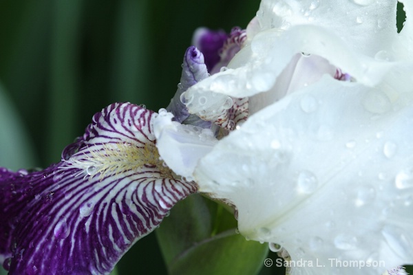 Iris in My Garden
