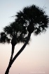 Sarasota Palm1