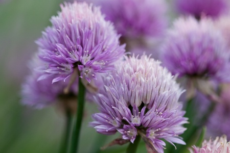 Late Spring Chives