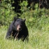 © Michael S. Couch PhotoID# 11861849: Black Bear, Great Smoky Mountains N.P.,  5.29.11