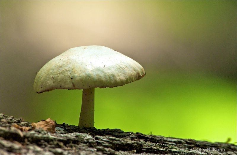 Mushroom in the Woods - ID: 11862058 © Kitty R. Kono