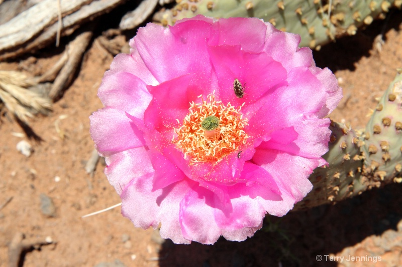 Desert Bloom - ID: 11864156 © Terry Jennings