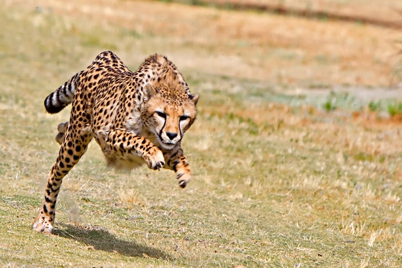Run Cheetah Run! - ID: 11865291 © Leslie J. Morris