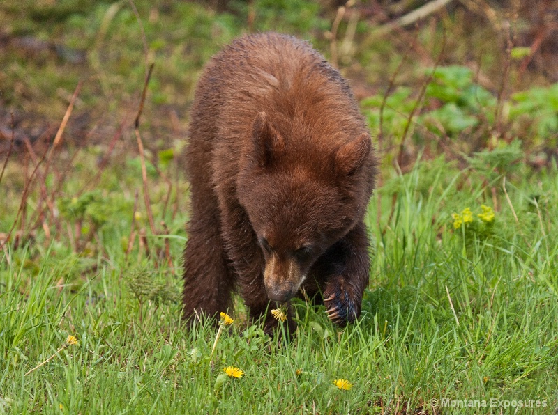 Baby bear eating dandelions