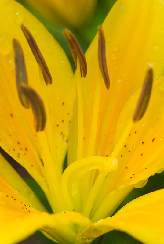 Lily Abstract 2