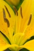 Lily Abstract 2