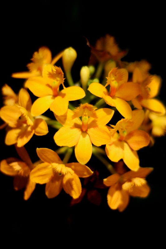 YELLOW ORCHIDS