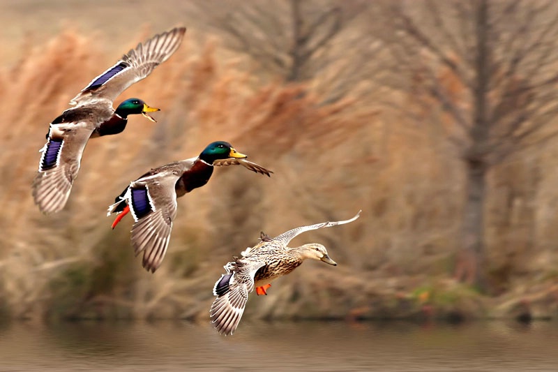 Landing Mallards