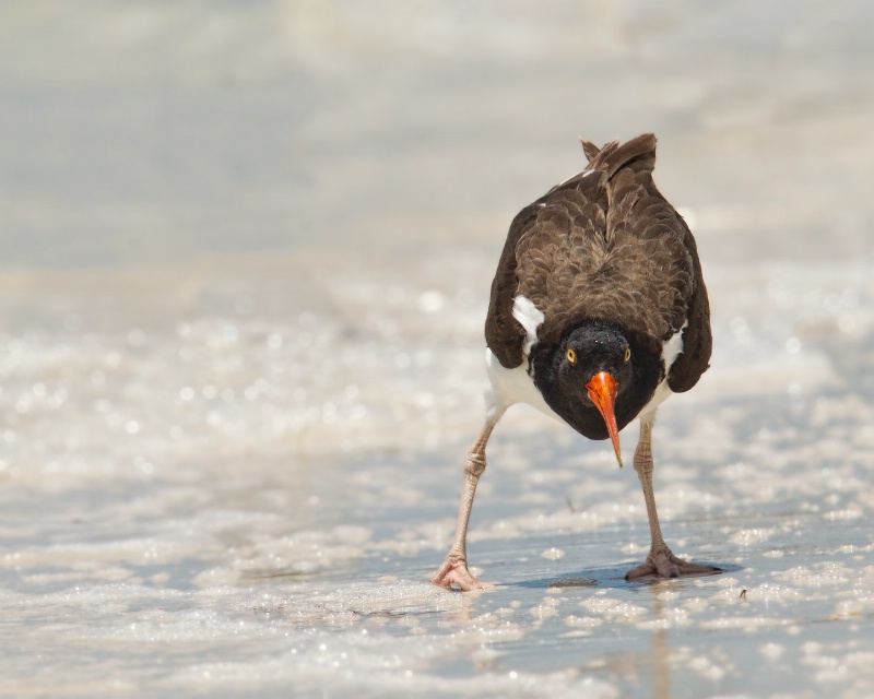 HEY YOU OYSTER CATCHER