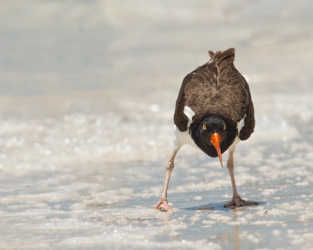 HEY YOU OYSTER CATCHER