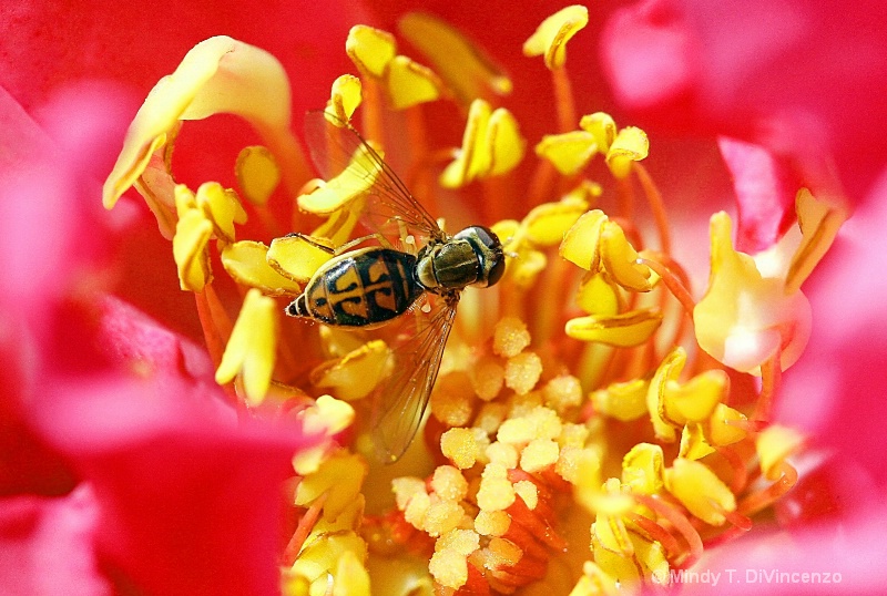 Pollen Delight