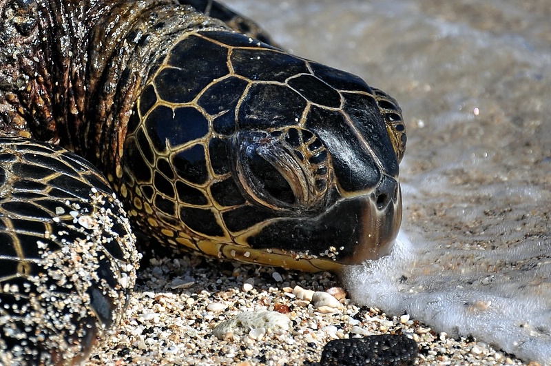 Turtle in the Surf