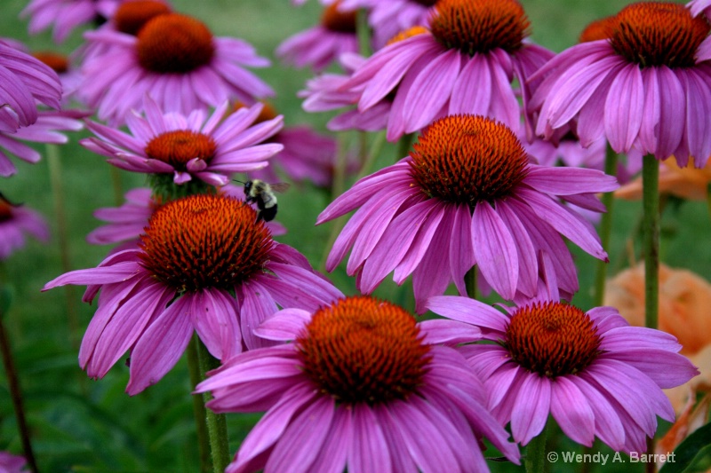 Busy bee - ID: 11871611 © Wendy A. Barrett