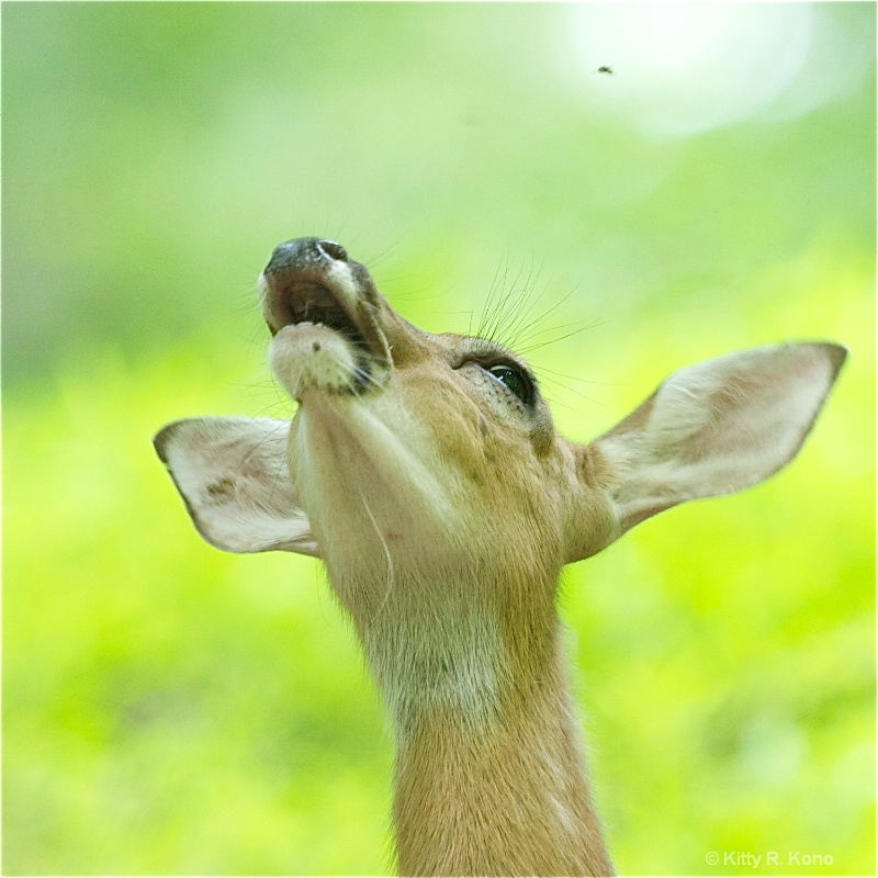 Deer Trying to Catch Fly - ID: 11871859 © Kitty R. Kono