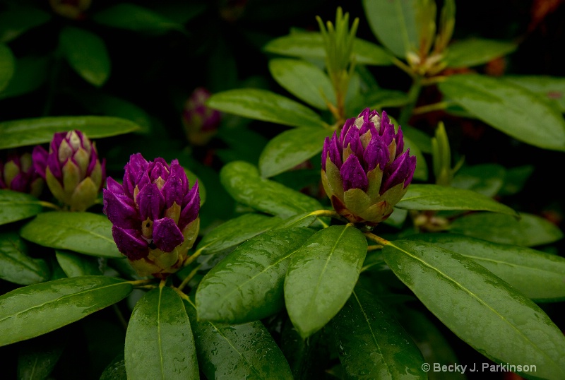 Rhododendron