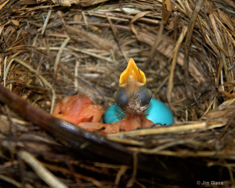 Peeking Into The Robin's Nest