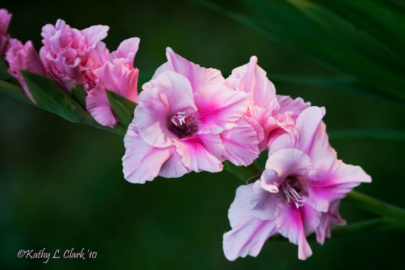 Pretty in Pink