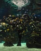 Scuba Steve