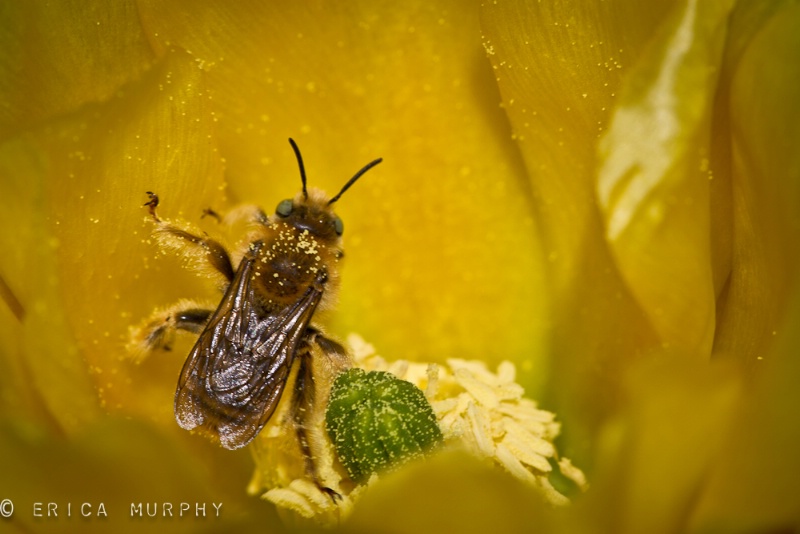 Veiled in Pollen