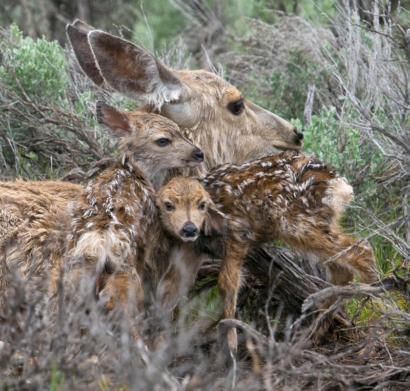 New Born Mule Deer Fawns