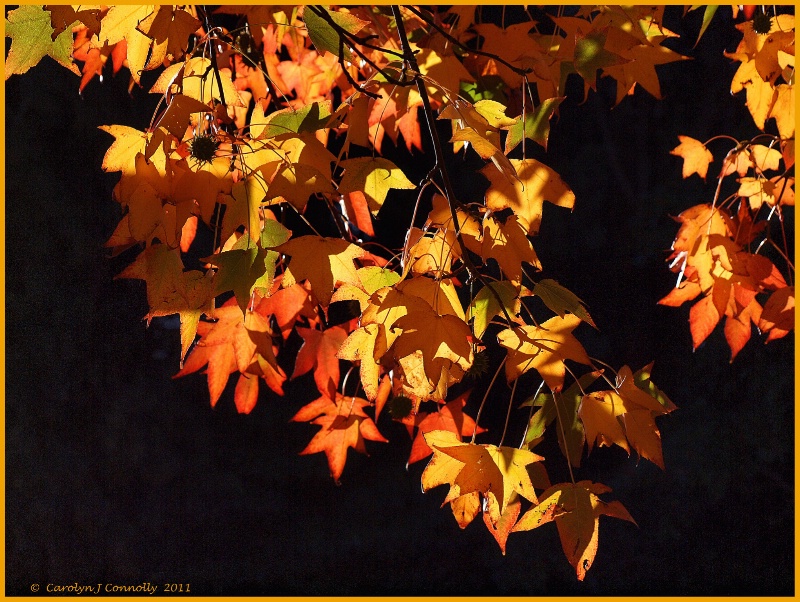 * Autumn's Splendour #11 *<p>