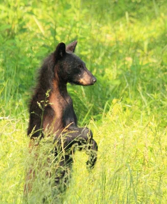 Black Bear, Great Smoky Mountains N.P., 5.30.11 - ID: 11876742 © Michael S. Couch