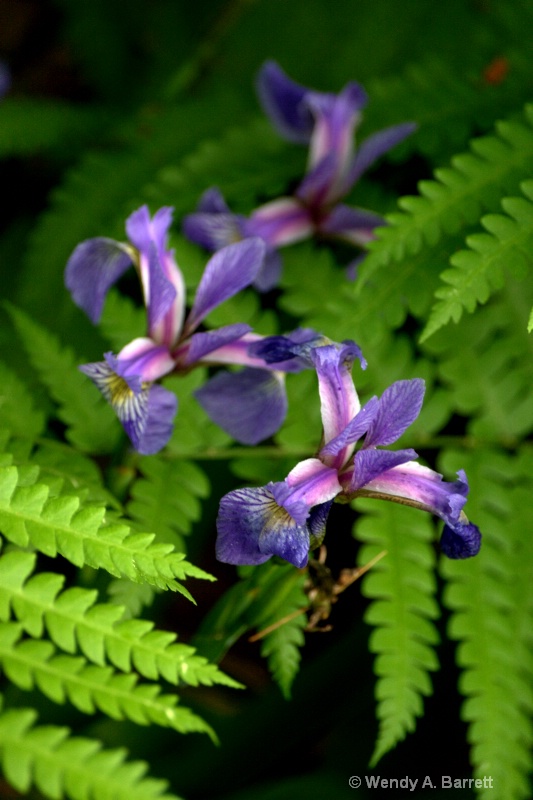 Wild Iris and ferns - ID: 11877285 © Wendy A. Barrett