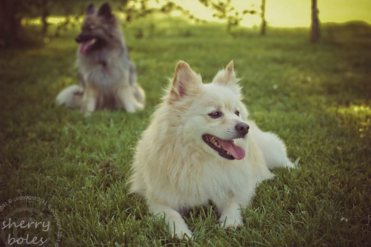 fur-family