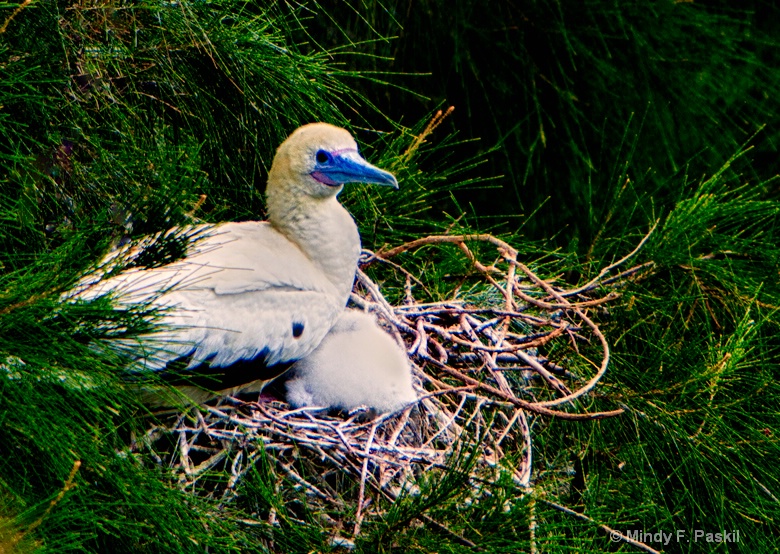 Mother and chick