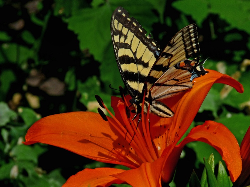 Swallowtail on a Lily