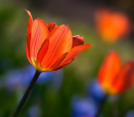 Orange Glow