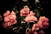Poppy dream