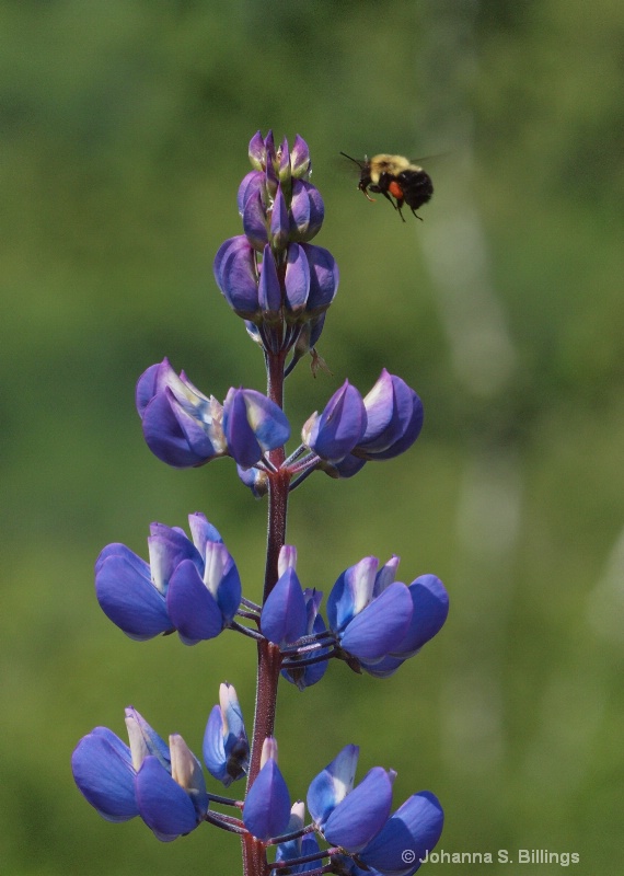 Pollinator II - ID: 11879081 © Johanna S. Billings
