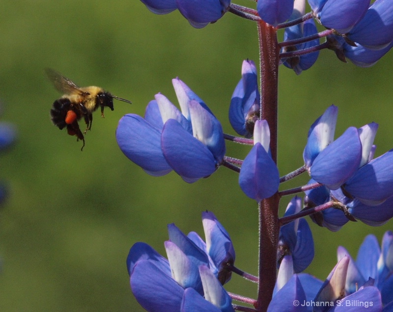 Pollinator - ID: 11879090 © Johanna S. Billings