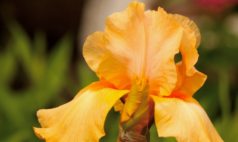 Yellow/Orange Iris - ID: 11879138 © Sheryl K. Larson