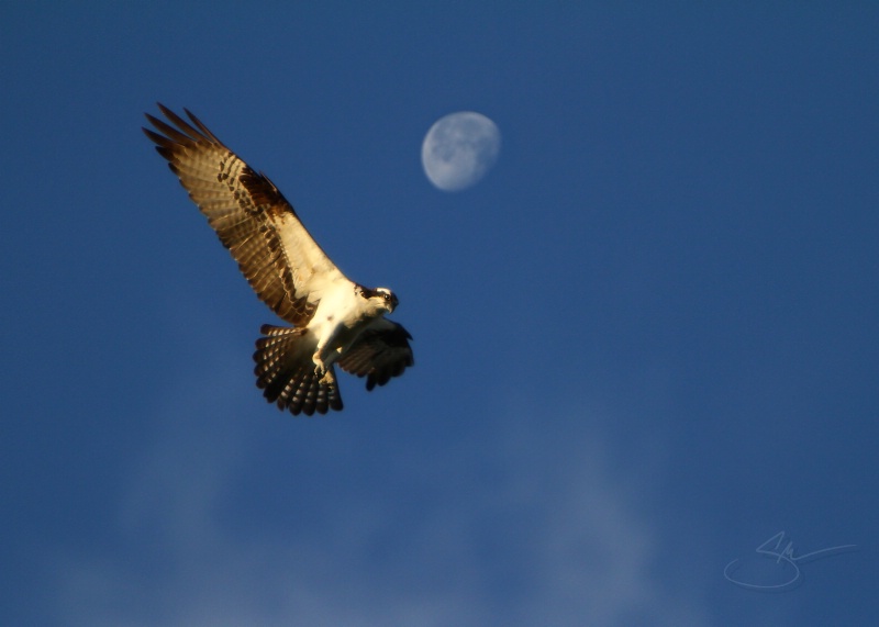 Osprey Moon