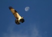 Osprey Moon