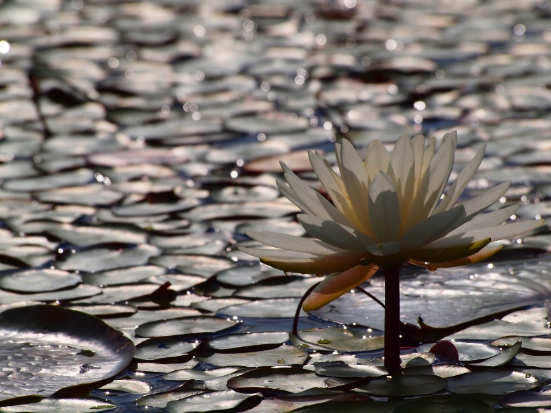 Silver Lotus Pond 