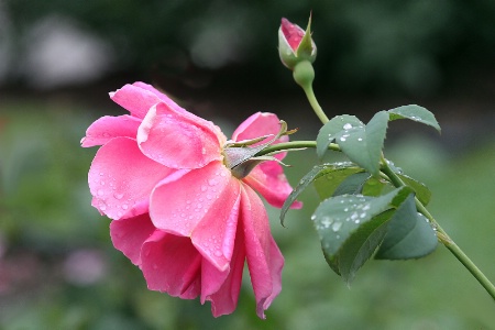 the last rose of summer