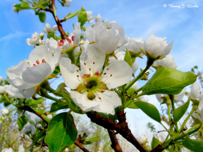 Pear Blossoms