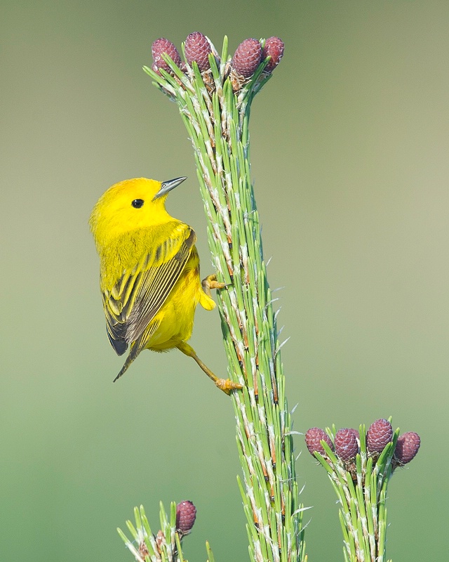 Yellow Warbler - June 19th, 2011 - ID: 11881876 © John Shemilt