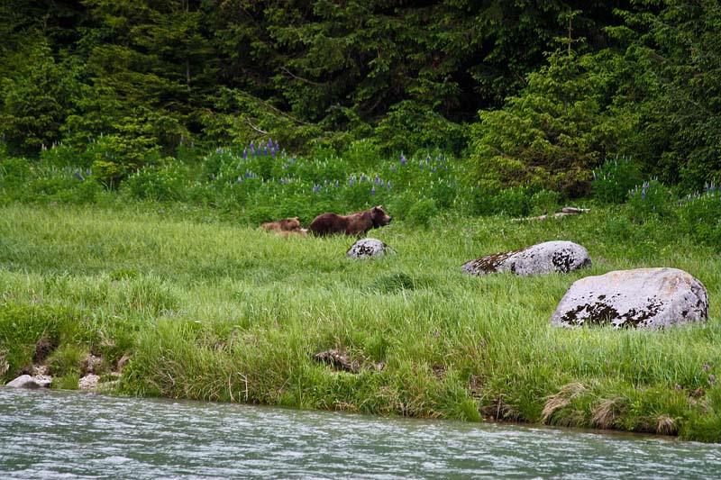 Mommy Grizzly and Cubs, Haines, Alaska